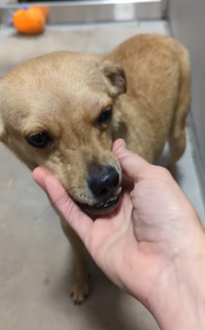 woman holding dog by the muzzle