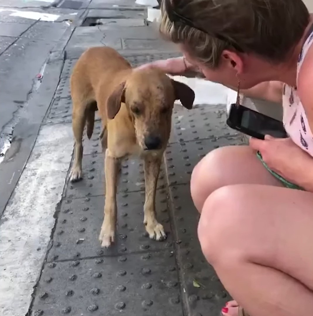 woman petting a dog on the road