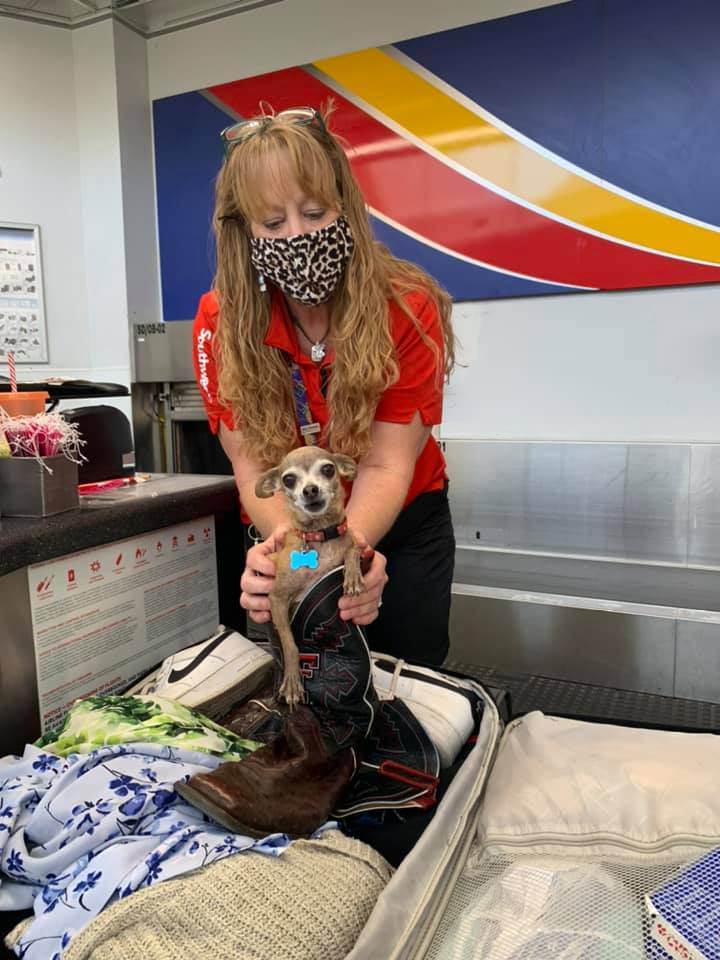 woman took a puppy out of a suitcase