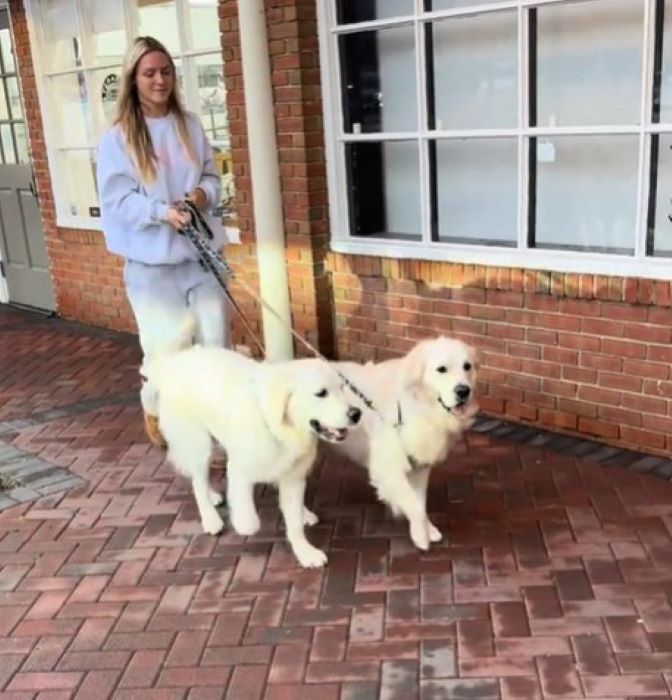 woman walking a two white dogs