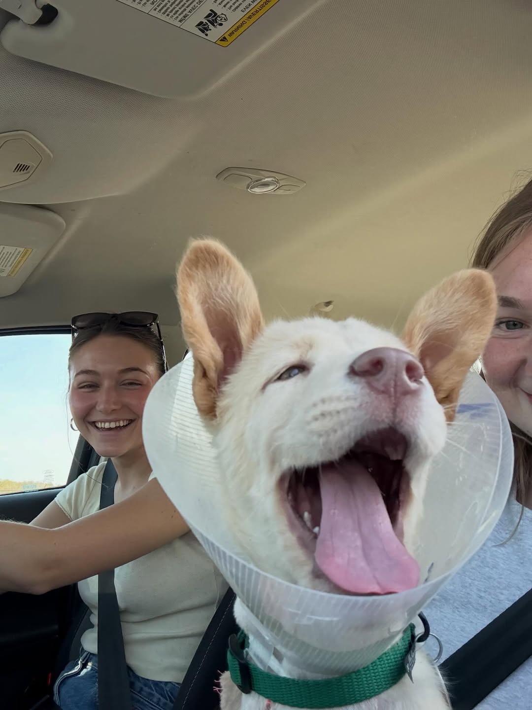 women and white puppy