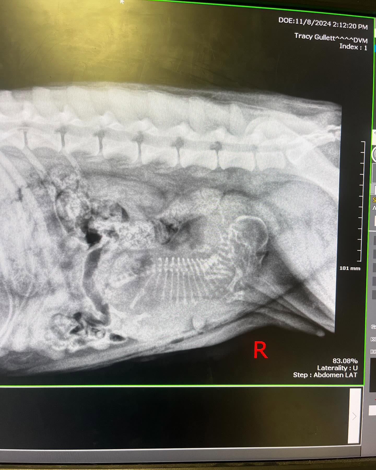 x-ray of dog