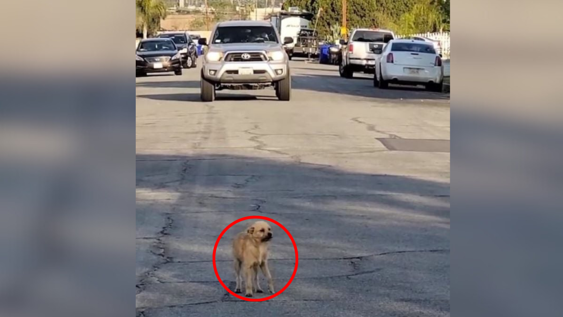 dog on a street with car approaching