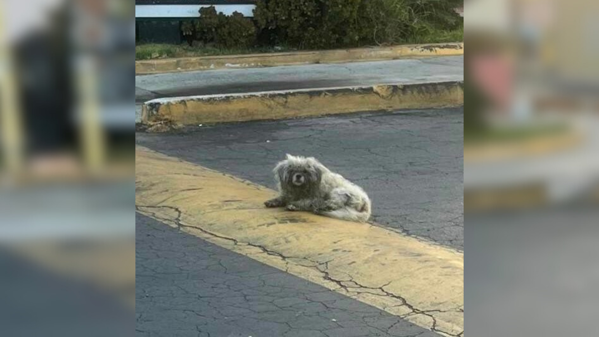 stray dog outside restaurant