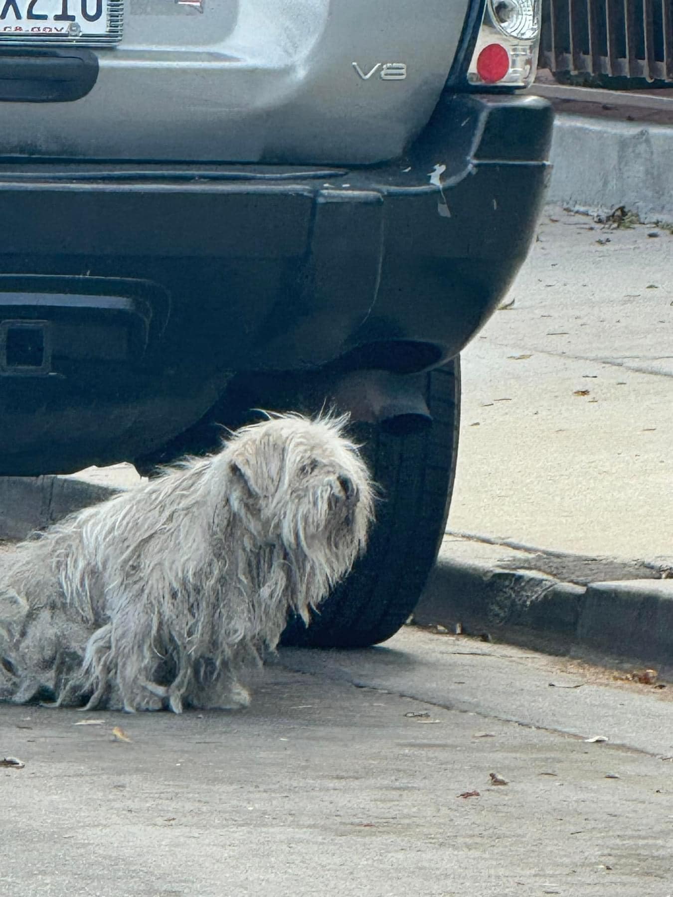 A shaggy white dog is standing next to the car