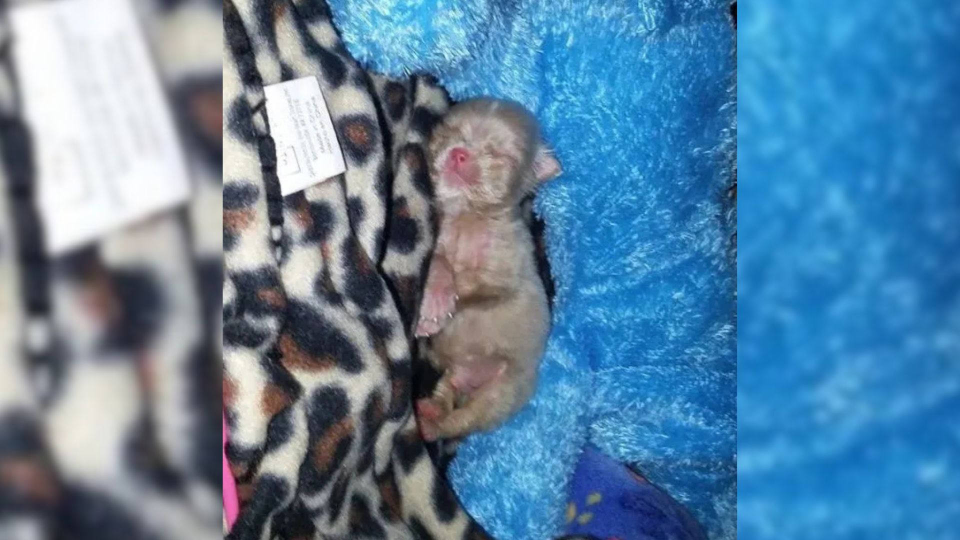 The puppy is sleeping