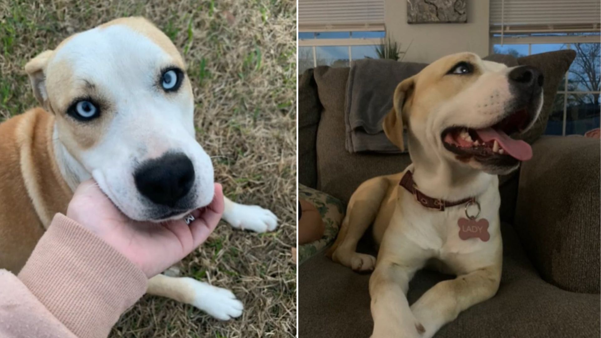 cute brown and white puppy