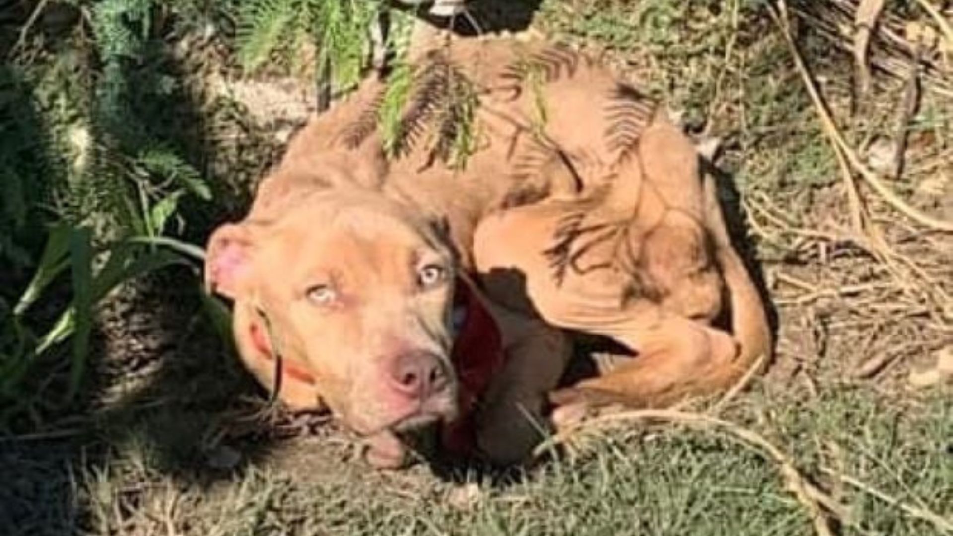 abandoned dog laying down