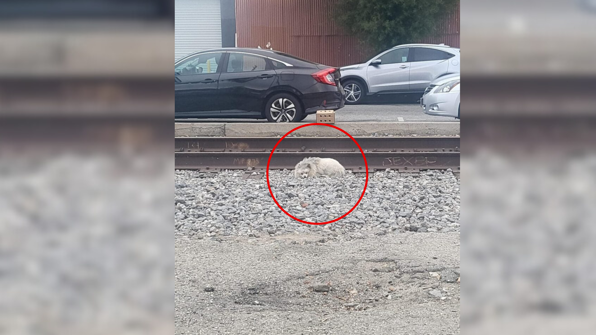 The dog is lying next to the railway line