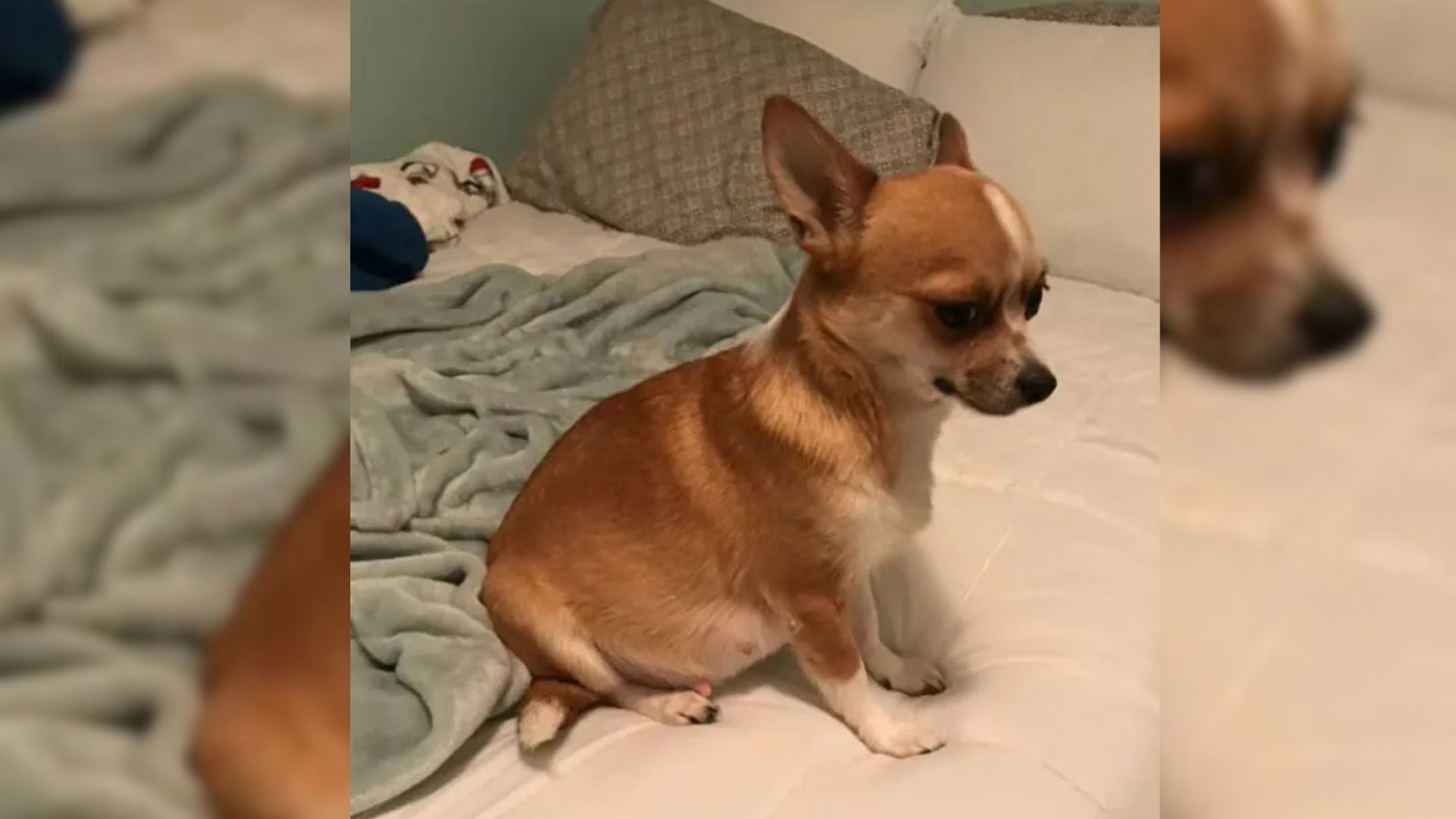 cute puppy sitting on the bed