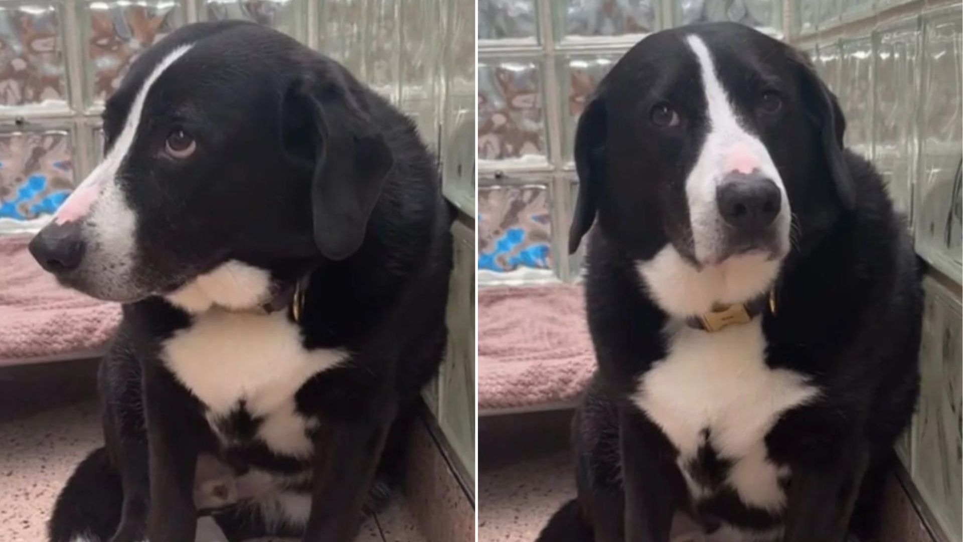 Pennsylvania Dog Is Suddenly Left Behind