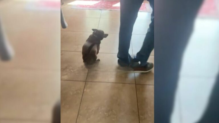 tiny chihuahua