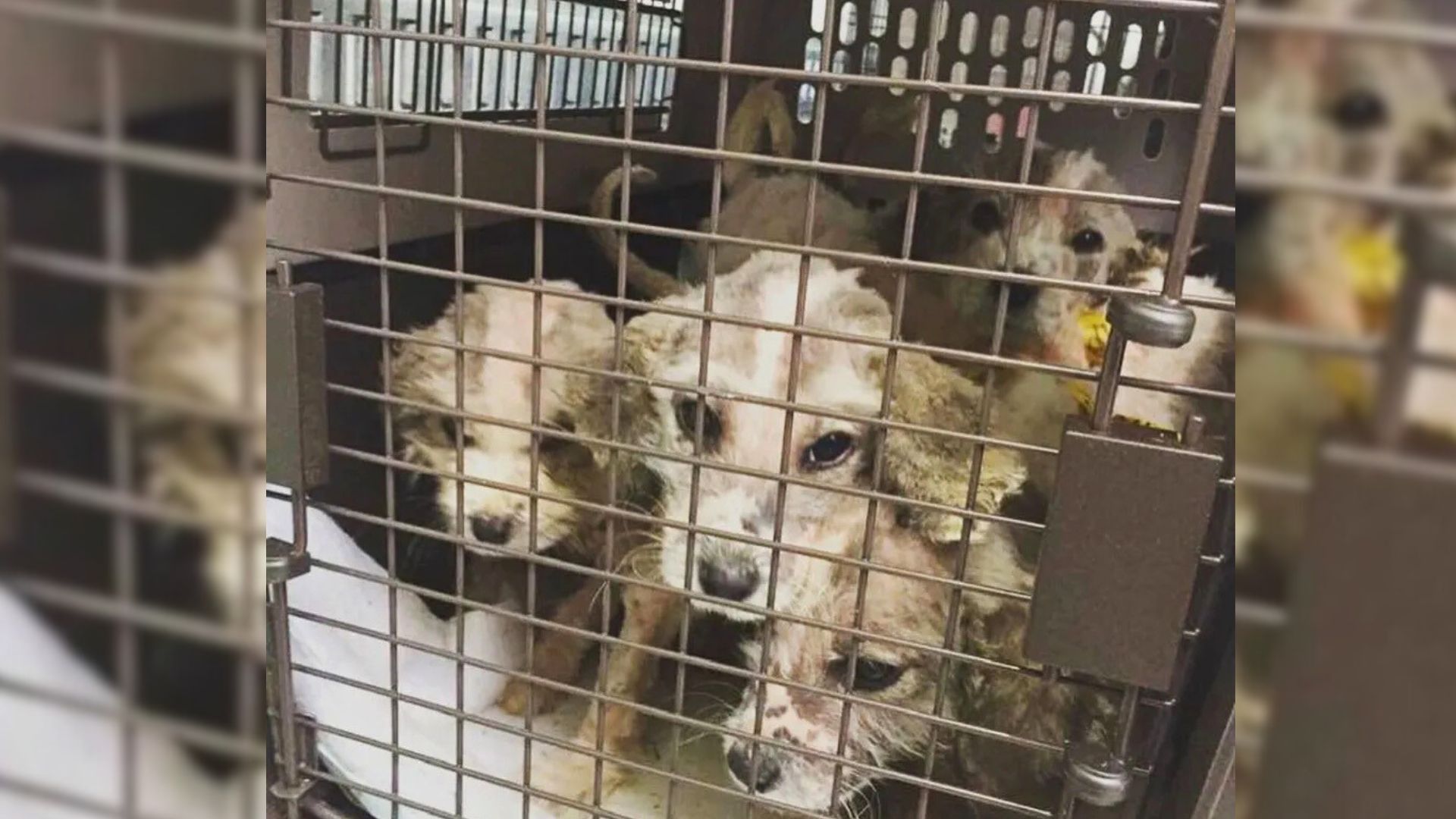 puppies in a cage