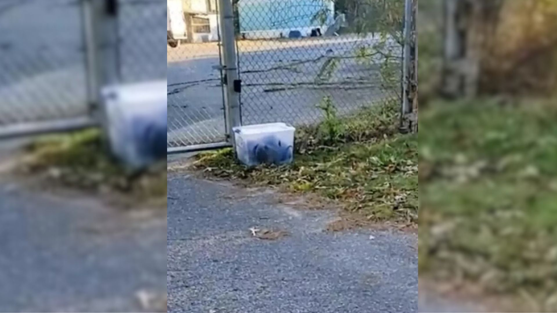 puppies in a plastic box