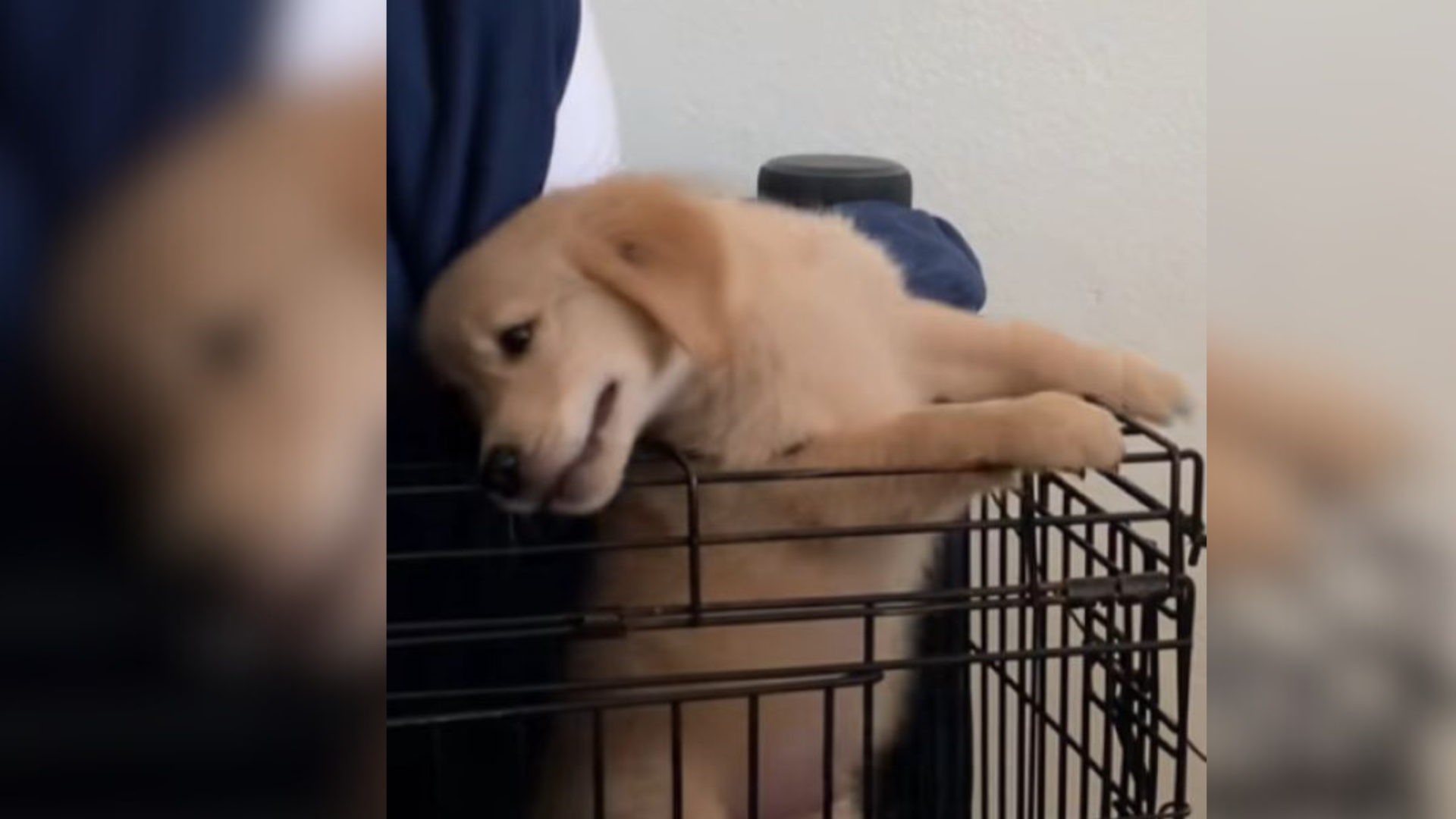 dog escaping cage