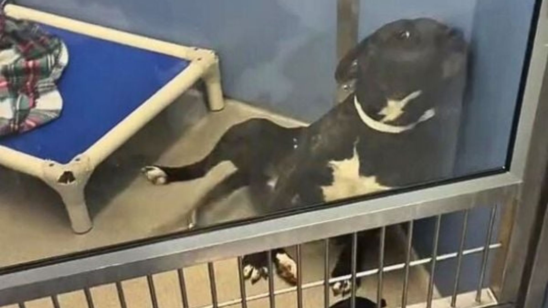 dog in shelter