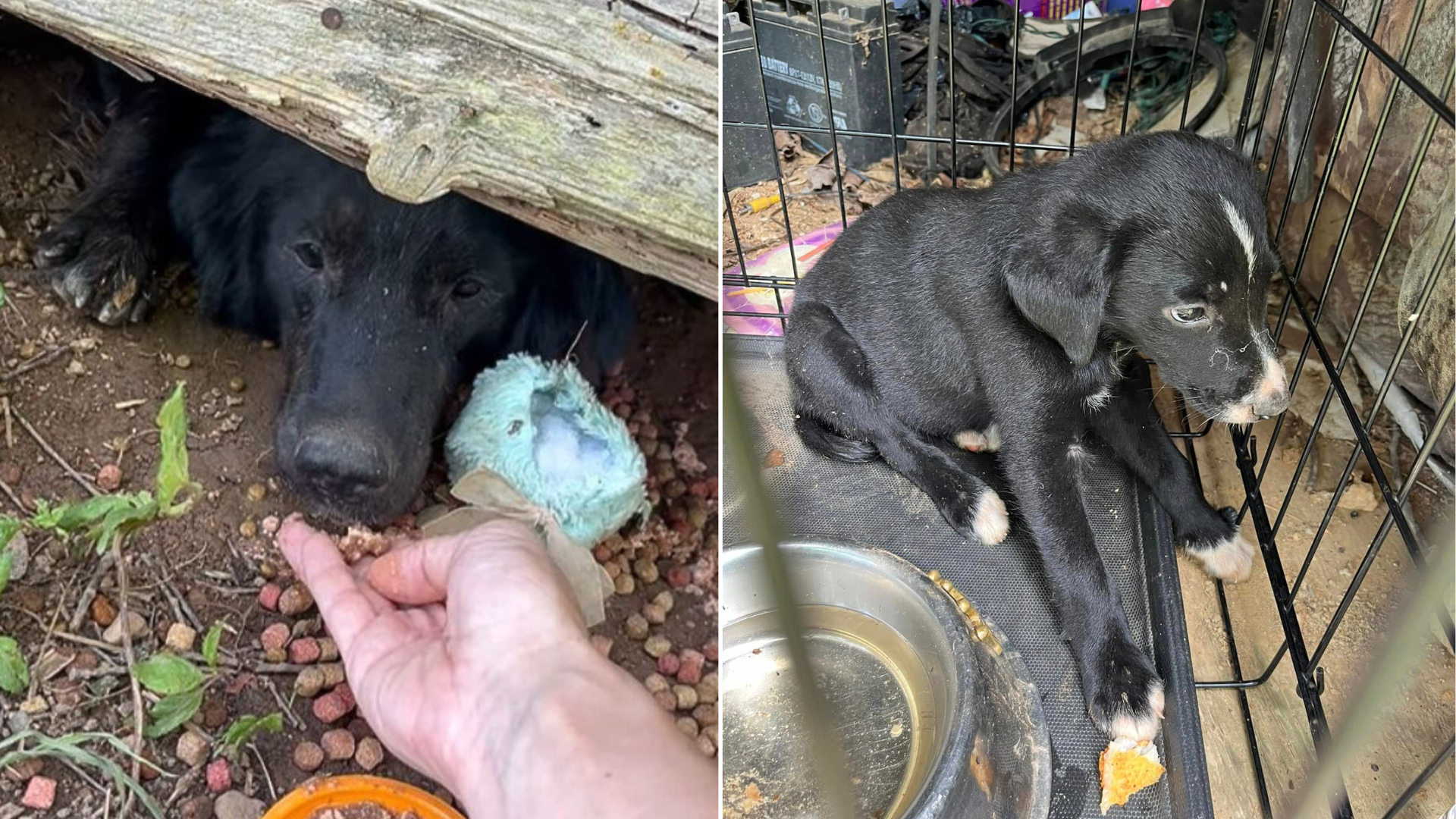 dog hiding under a house