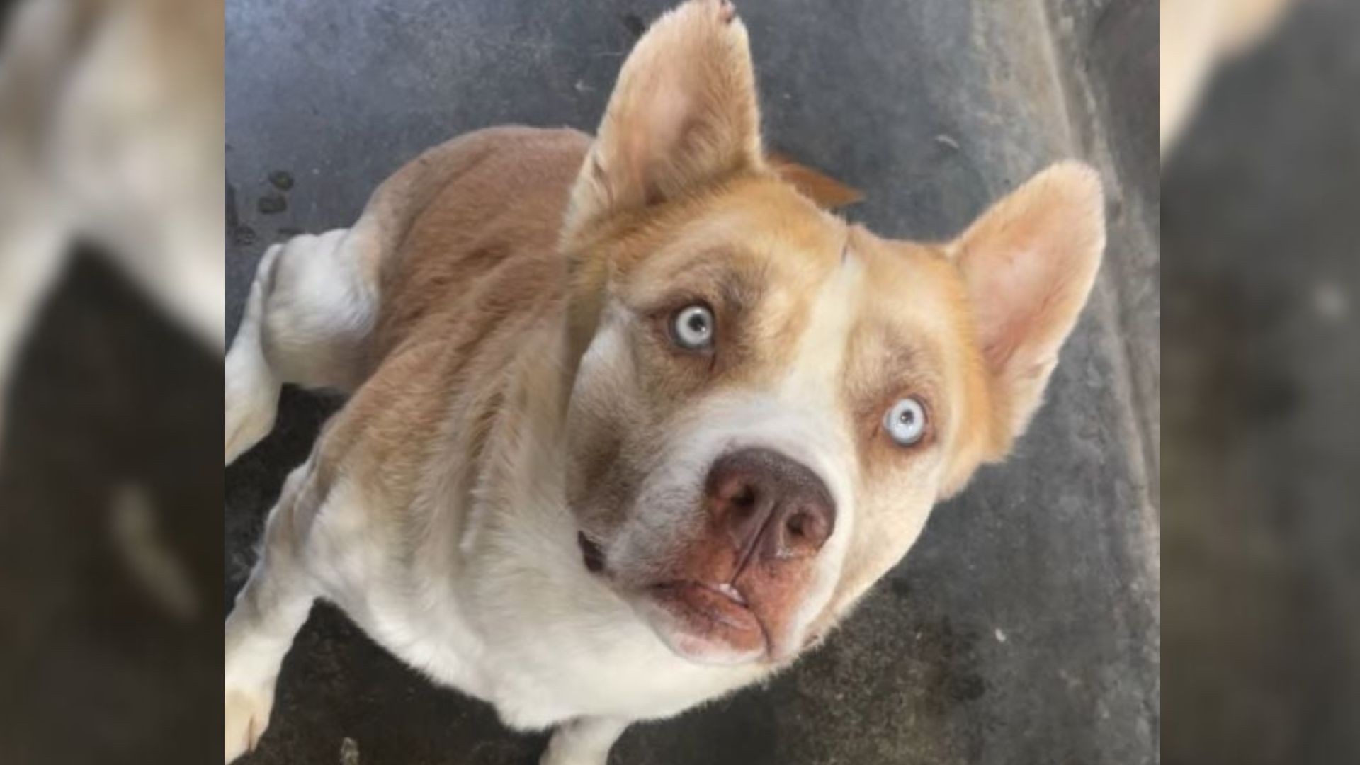 California Dog Minutes From His Final Goodbye Learns