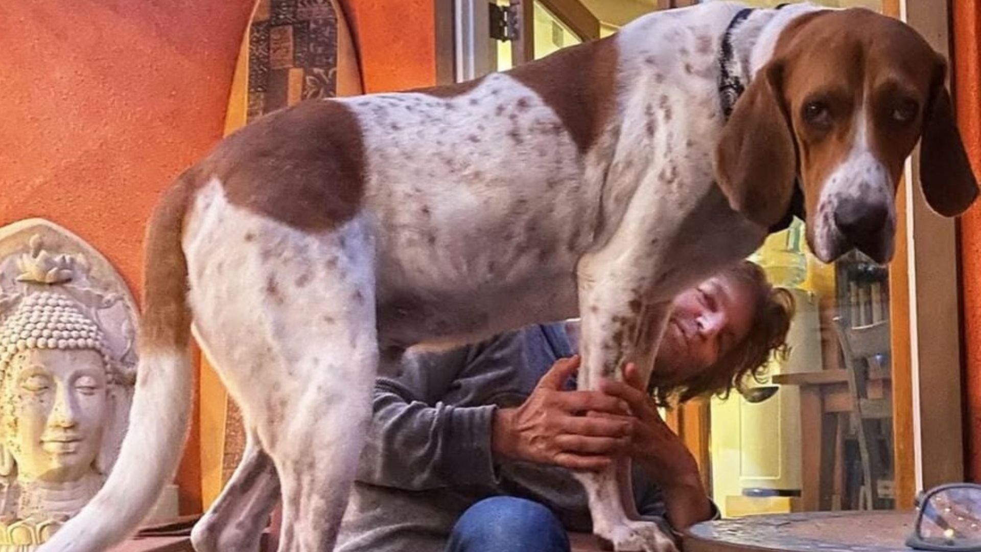 California Dog Scarred By Lab Experiments