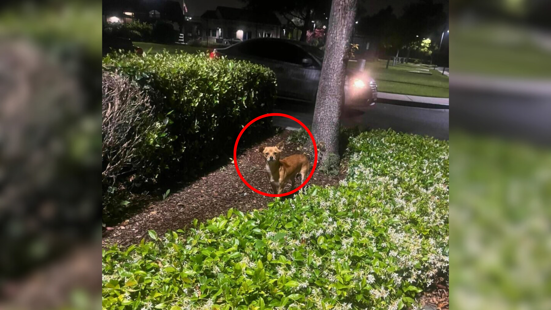 dog hiding in bushes