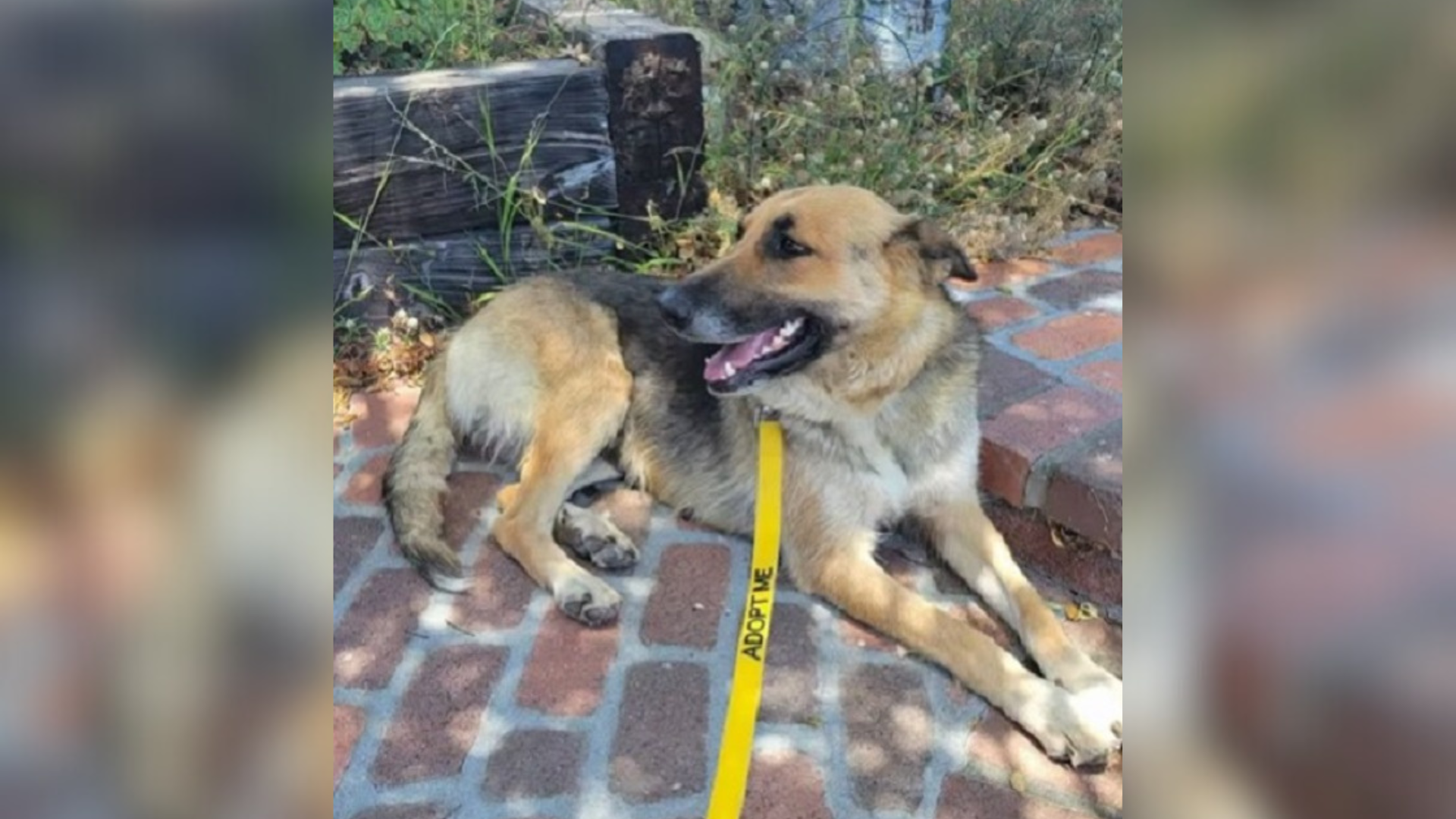 dog on a leash outdoors