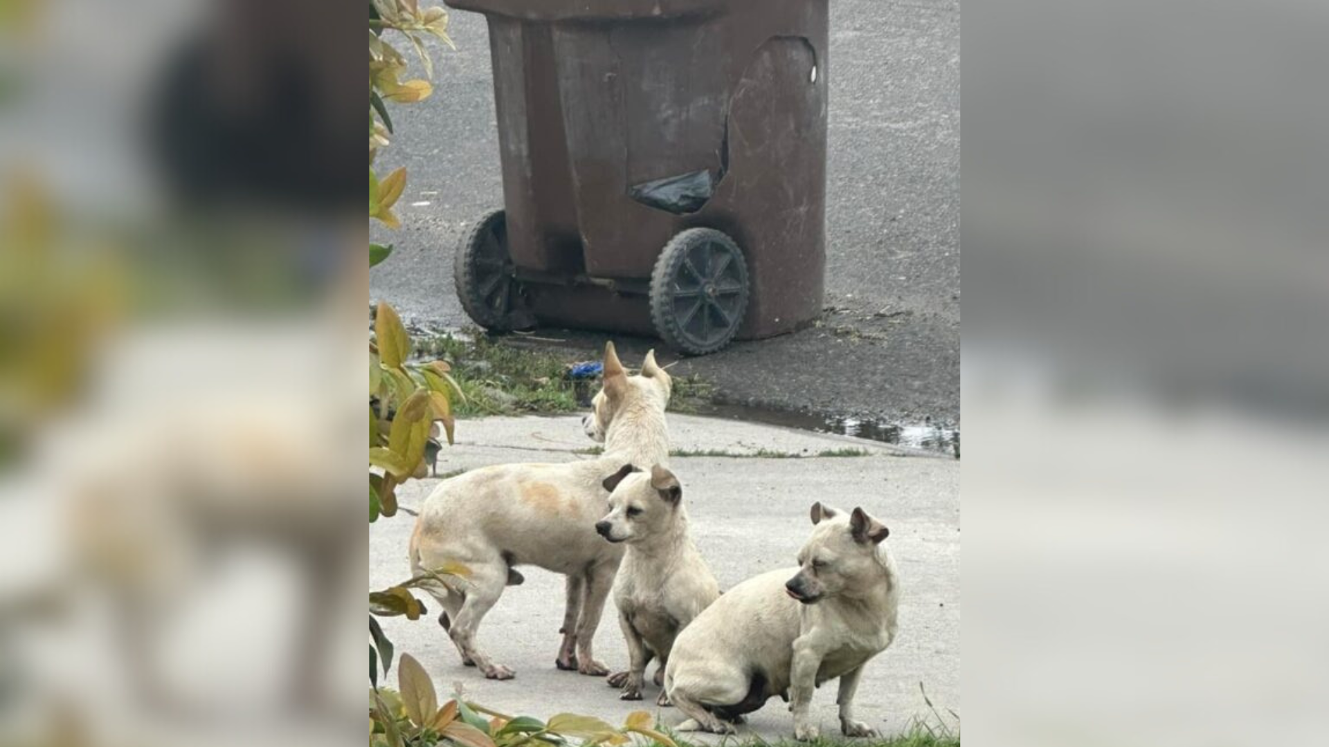 three dogs in the street