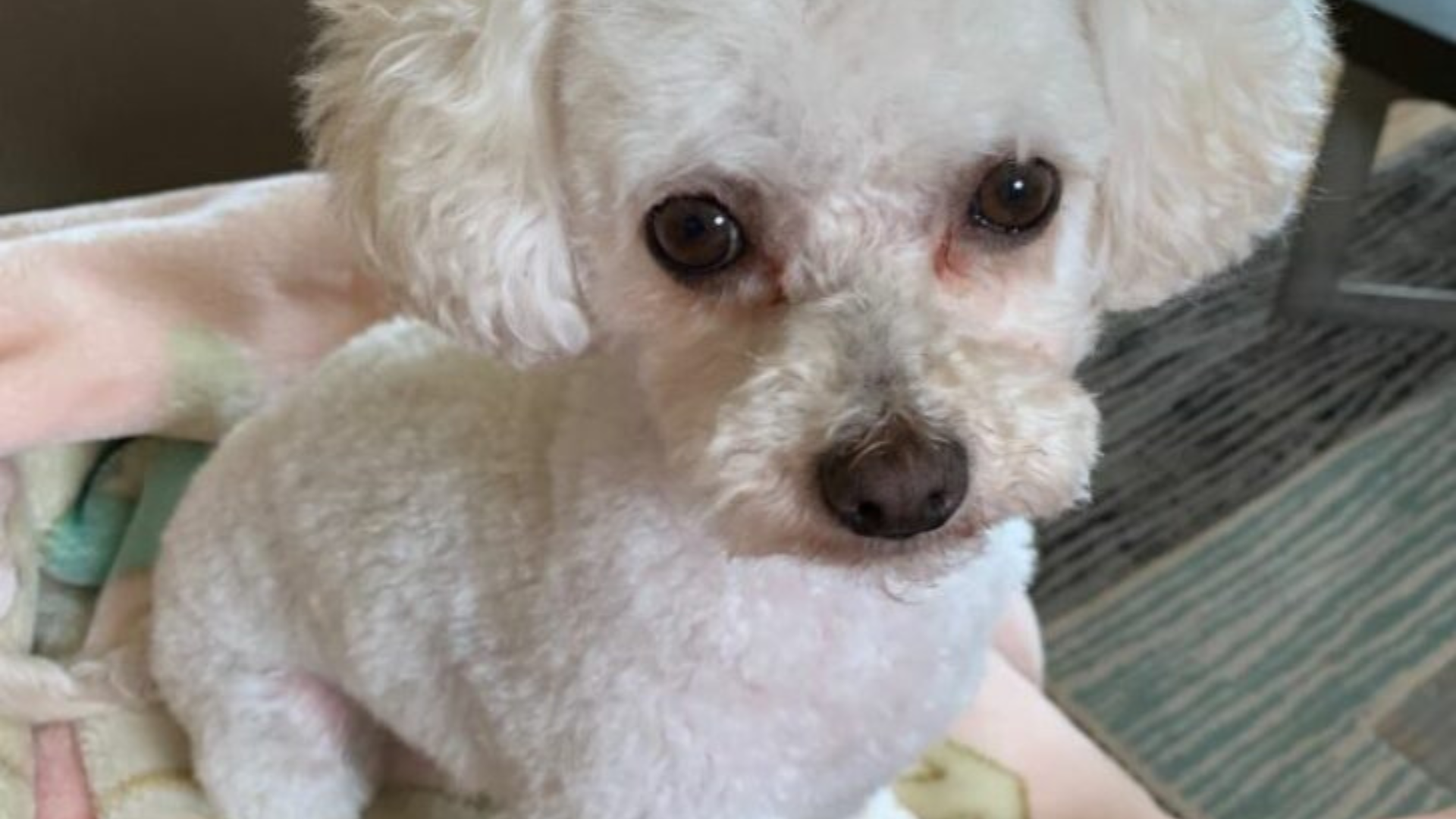 small white dog with sad eyes