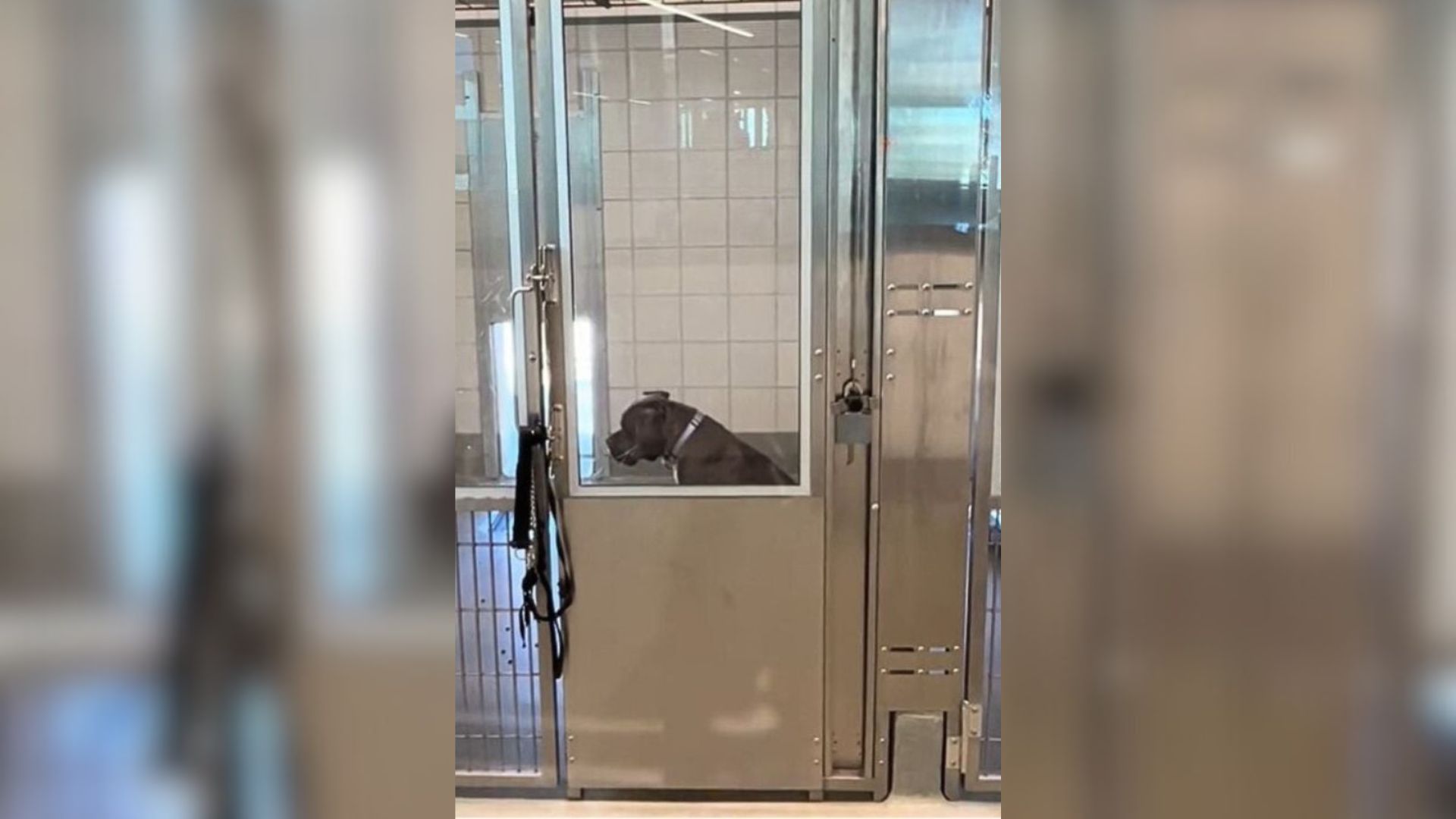 dog in shelter