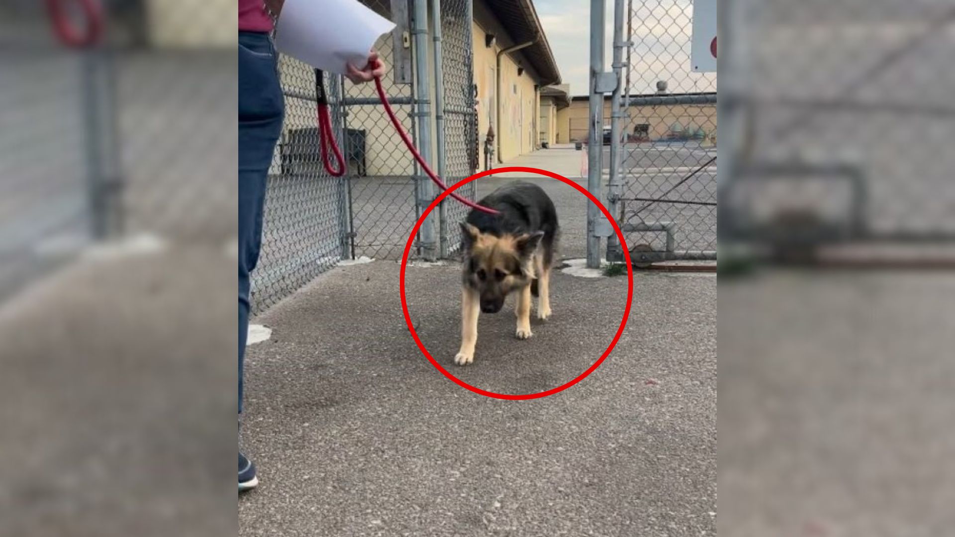 German Shepherd on leash