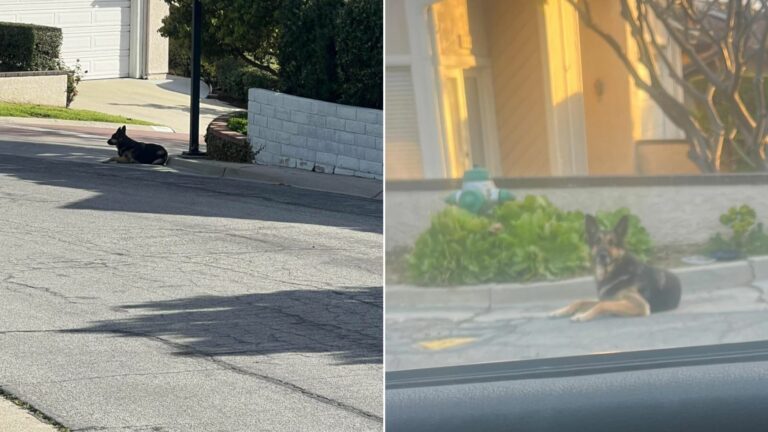 dog on street