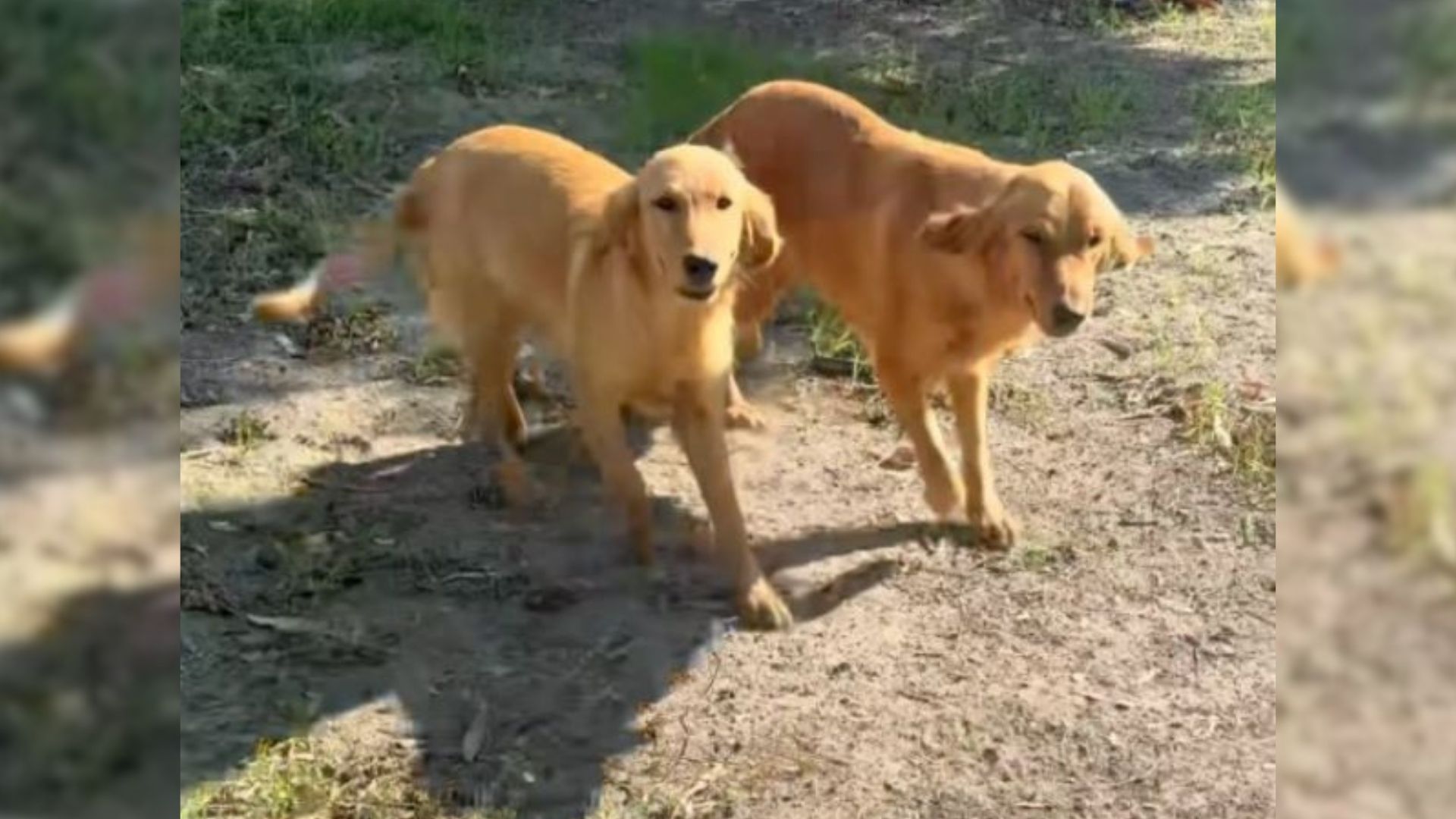 two Golden Retrievers