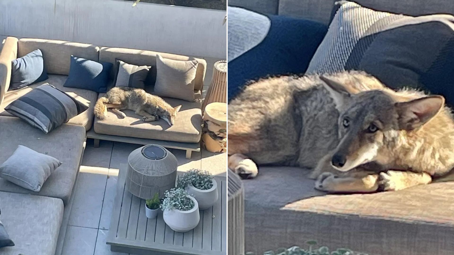 animal laying on couch