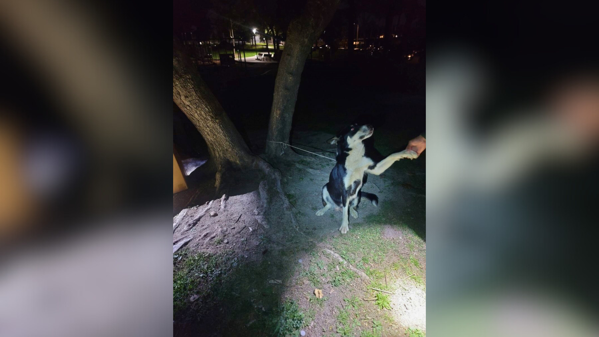 dog tied to tree with puppies