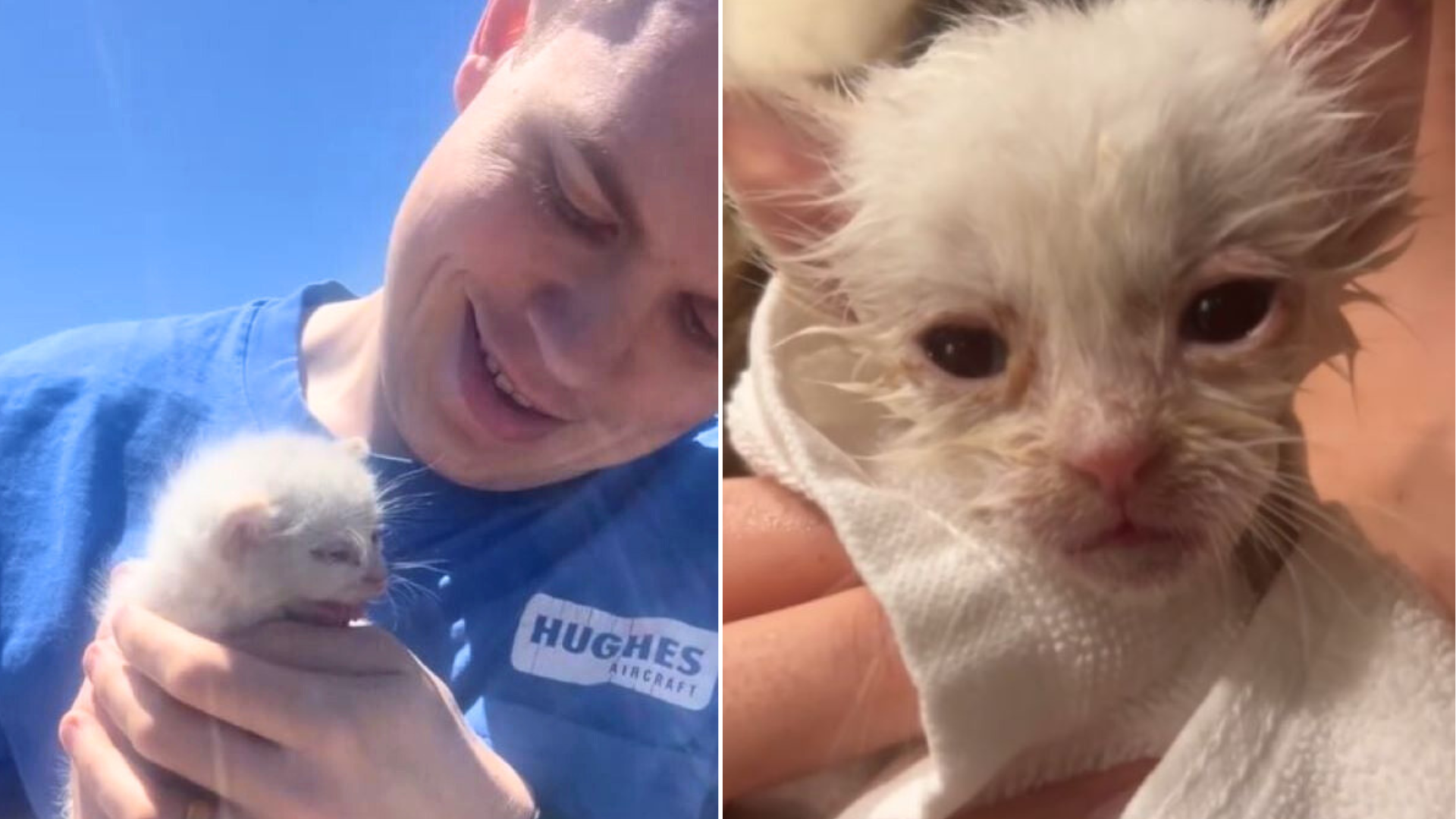 rescued white kitten