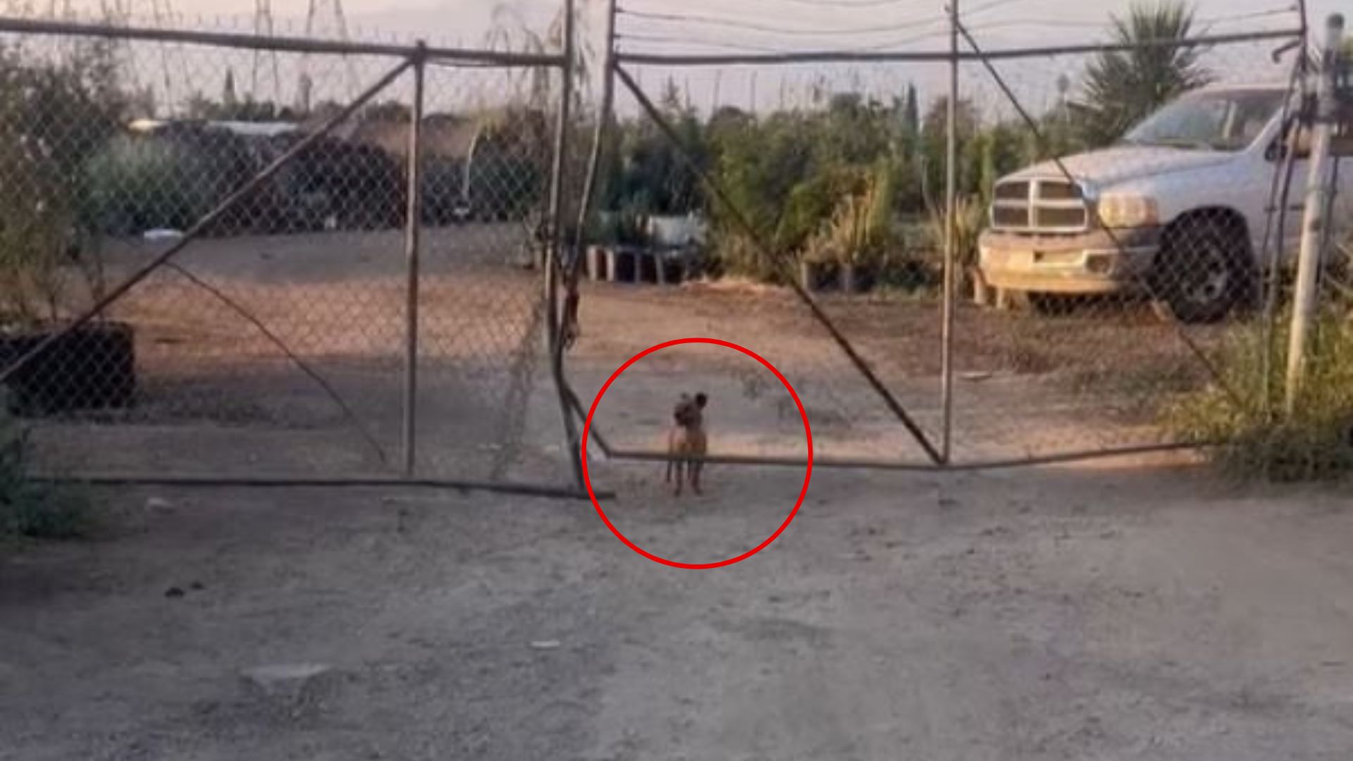 The dog is standing by the fence