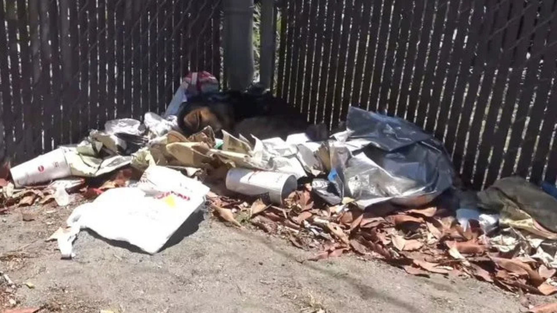 California Pup Sleeping On Garbage