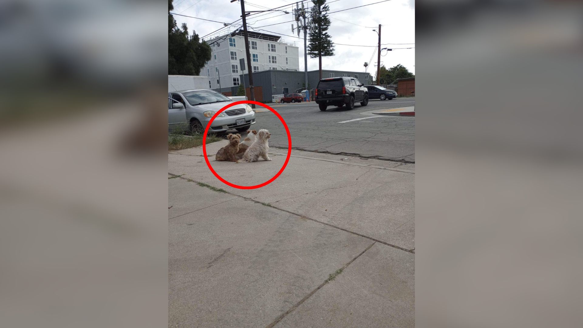 California Rescue Team Finds Three Ticked Covered Dogs Tangled In Mats And Barely Holding On