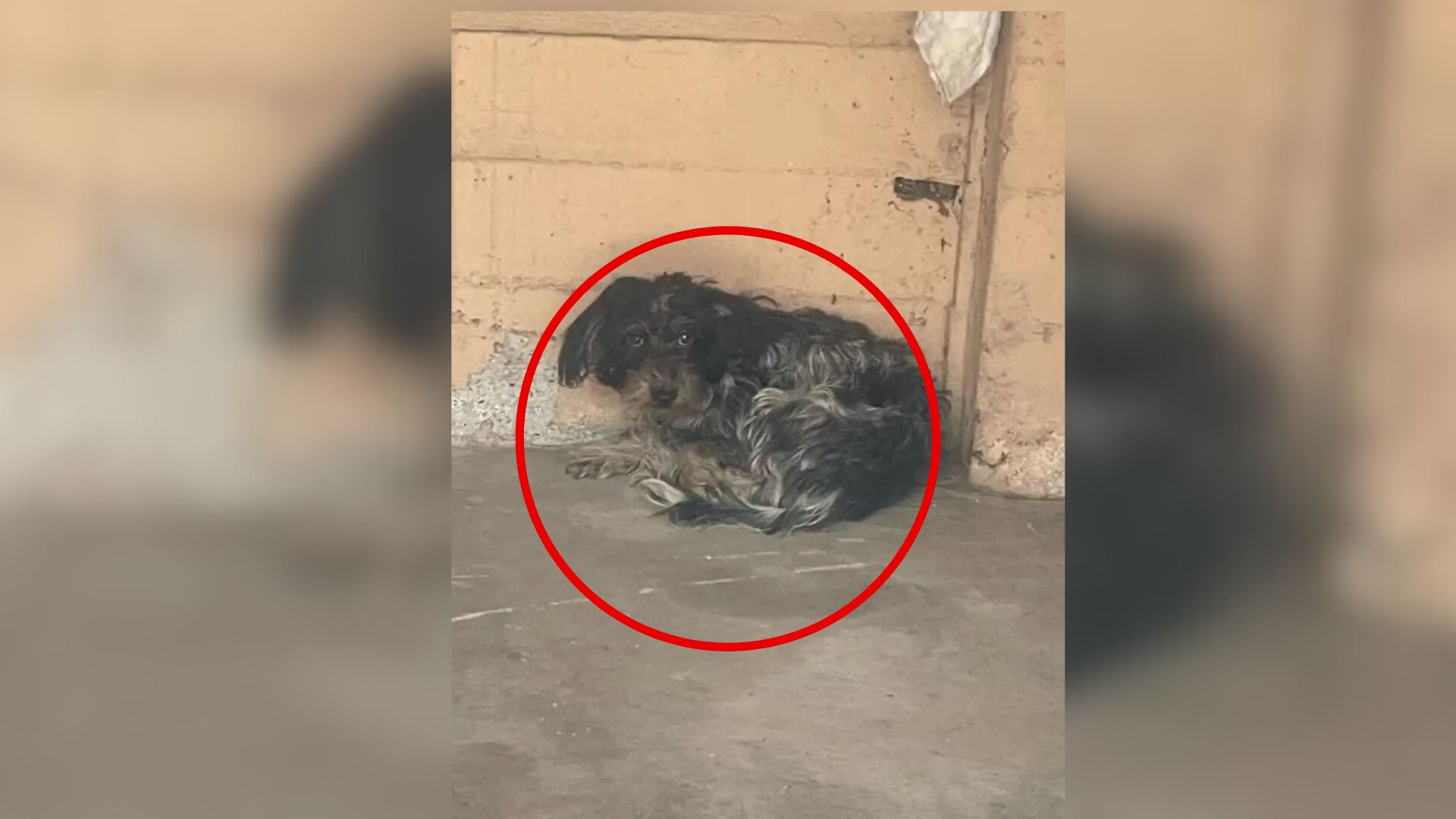 California Rescuer Crawls Under A Car