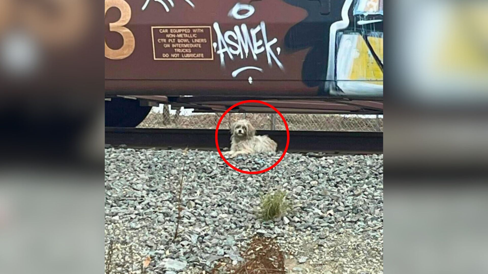 dog near train