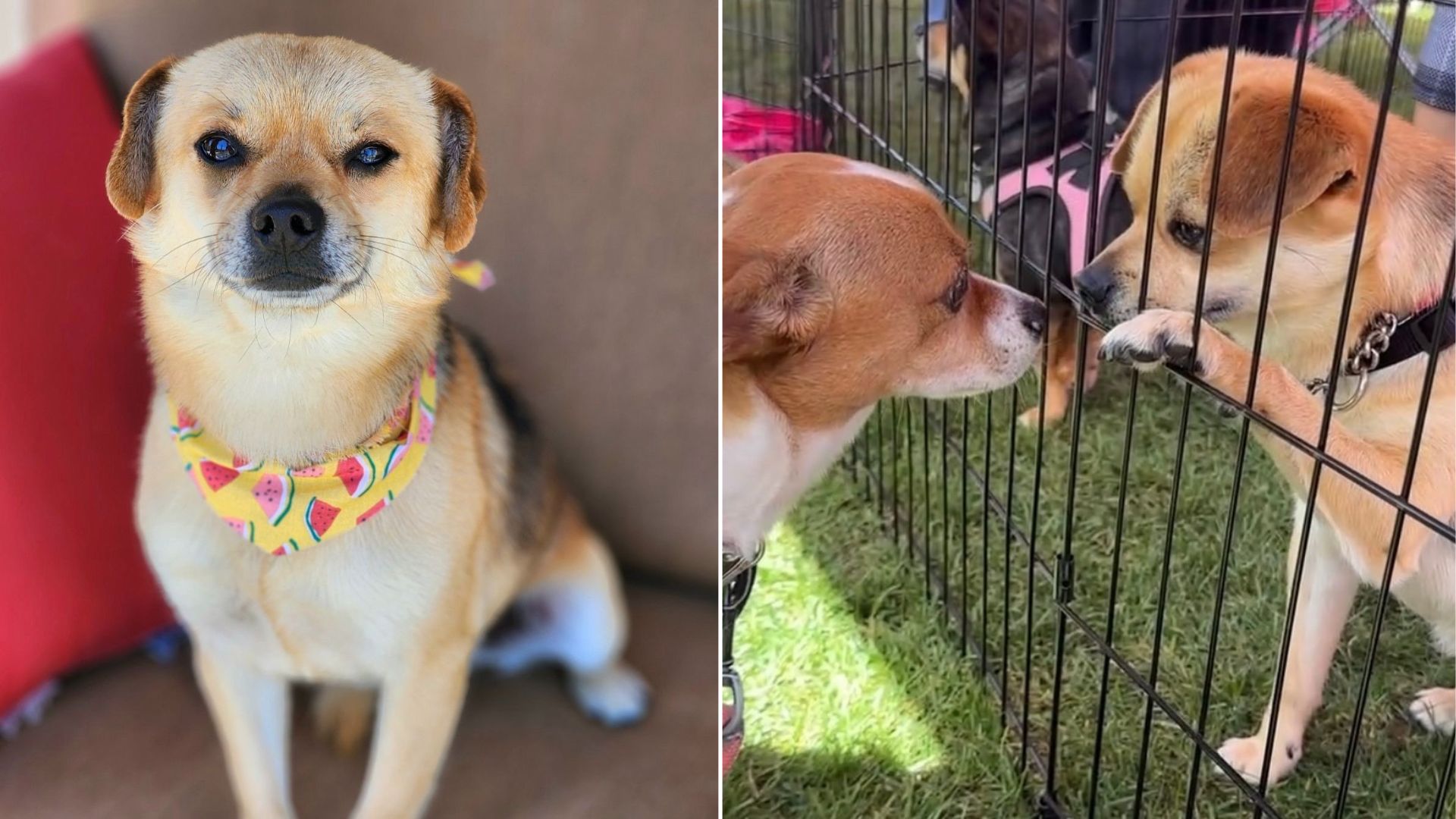 sweet dog sitting down