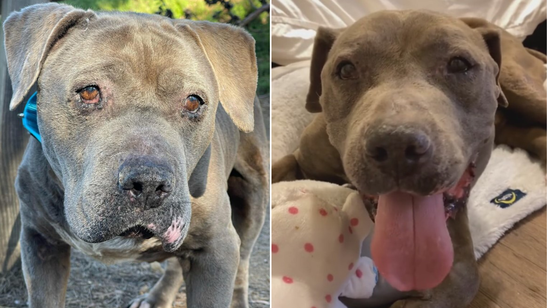 senior dog with sad eyes