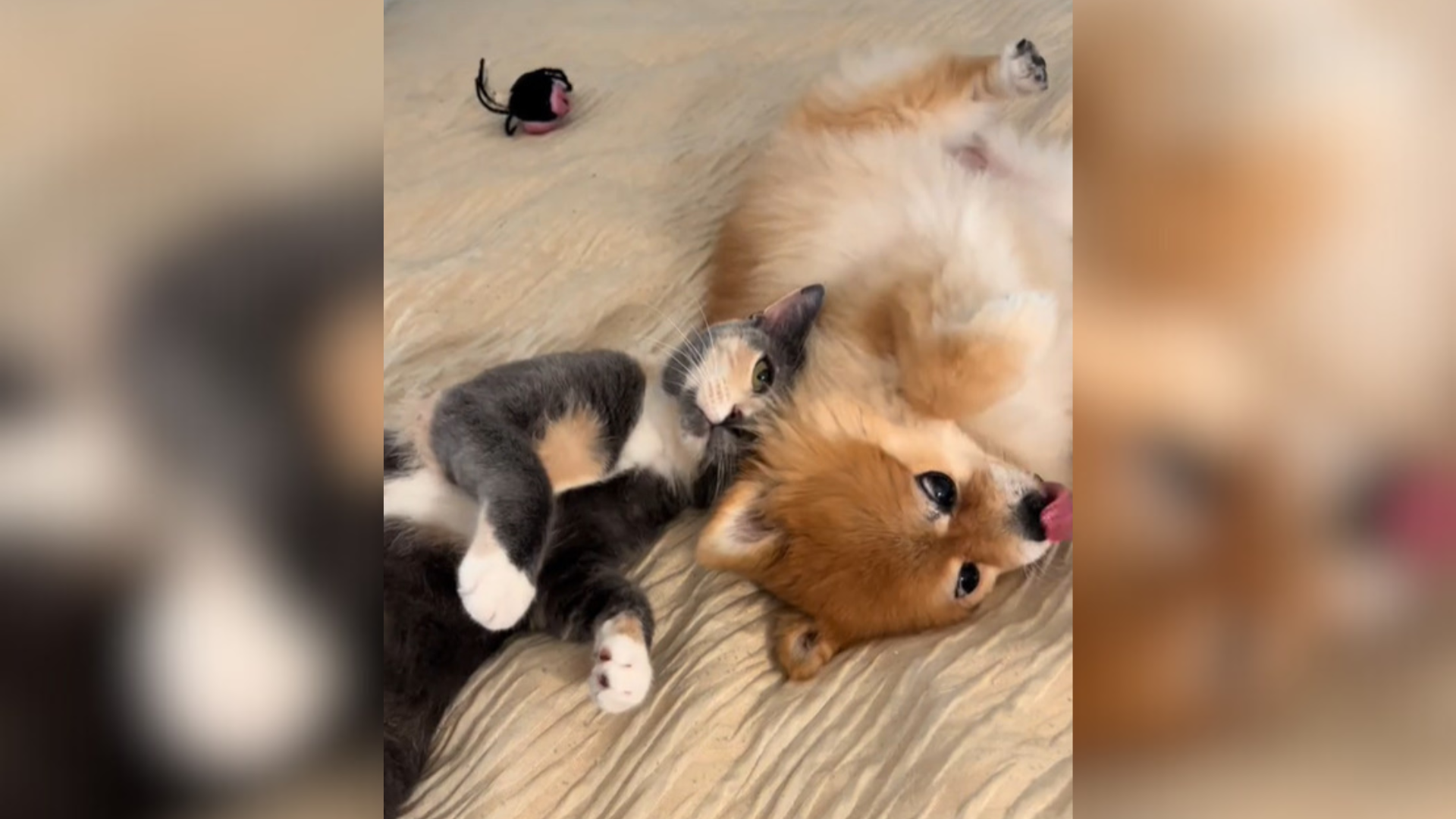 dog and cat best friends