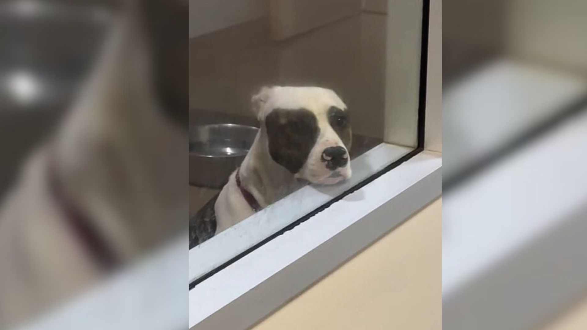 California Shelter Dog Waited By His Kennel Window