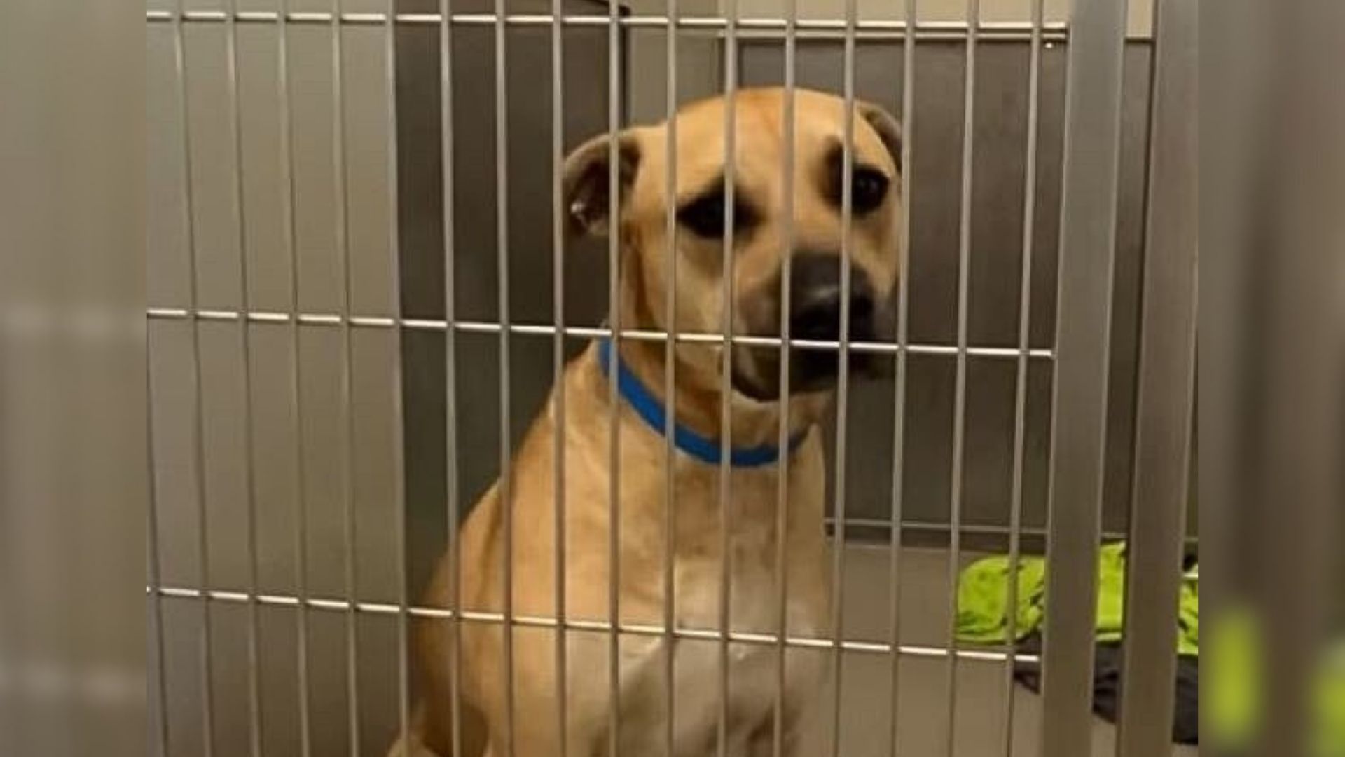 adorable shelter dog