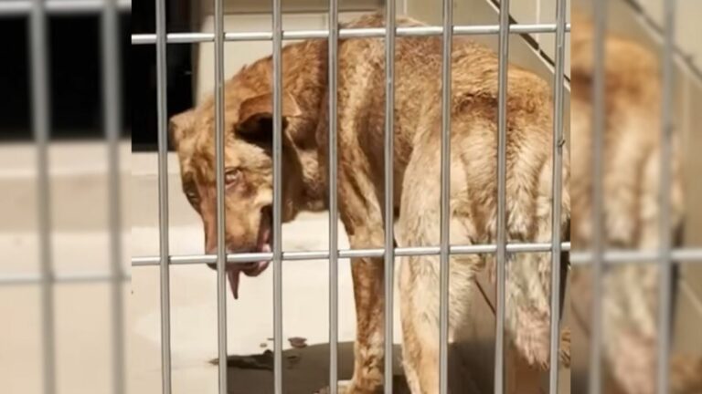 dog in shelter
