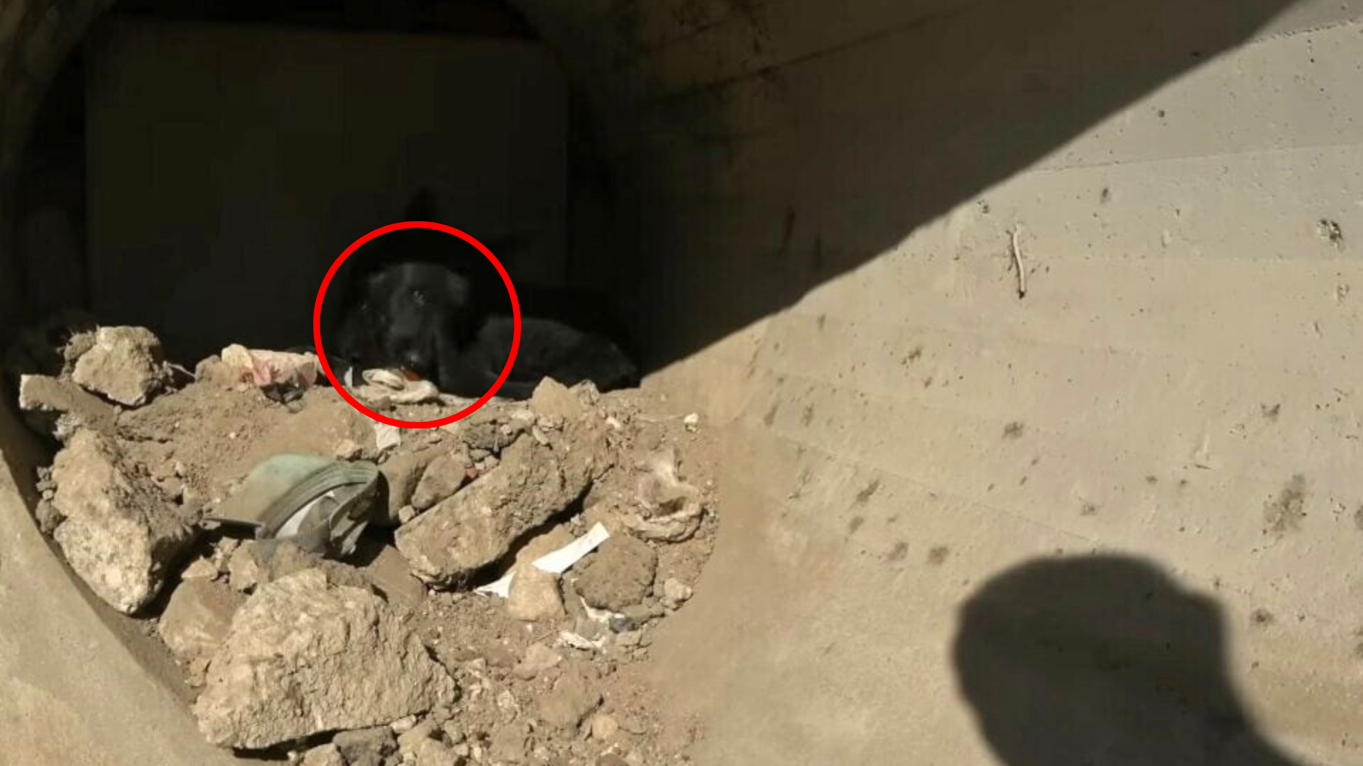 dog hiding inside a pipe