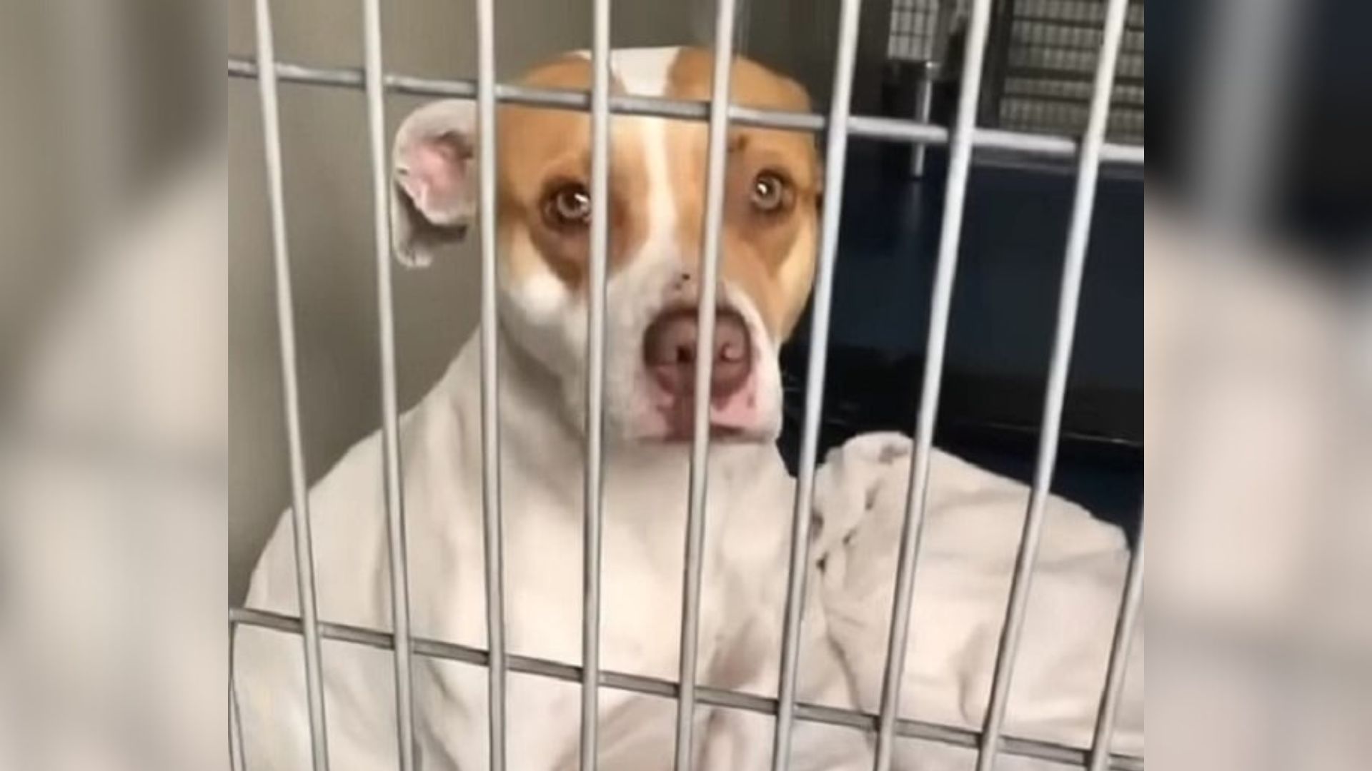 cute dog in shelter
