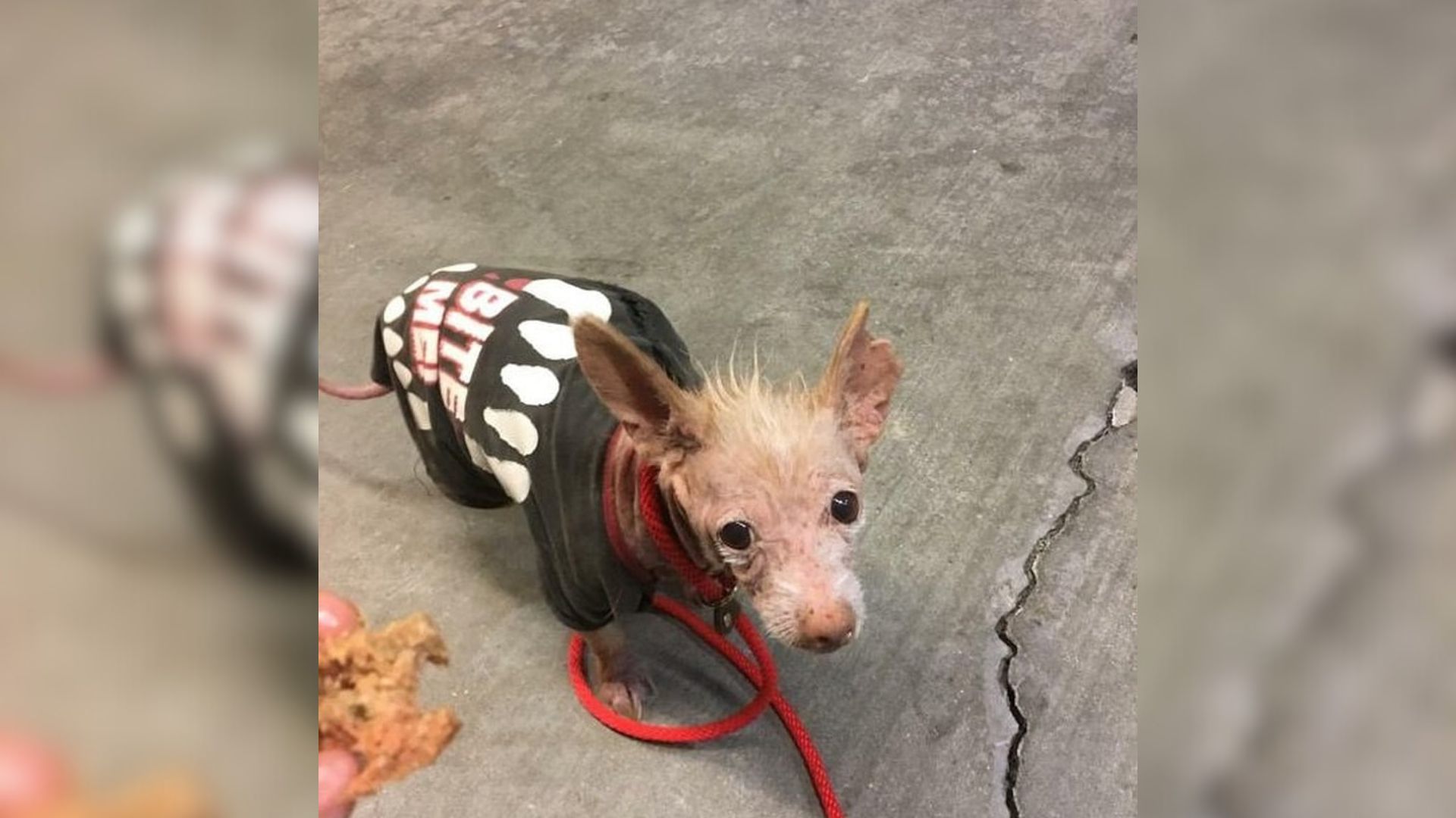 tiny dog with clothes
