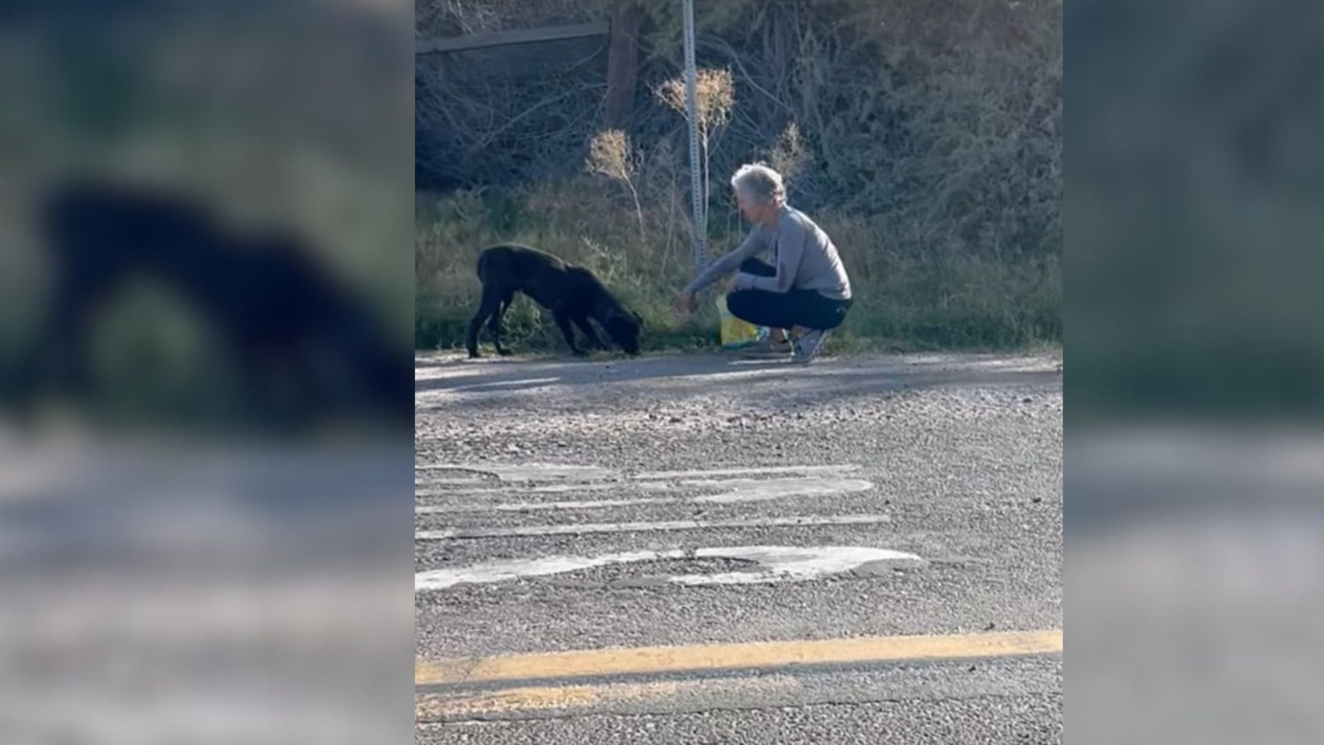 California Vet Notices A Scared Puppy