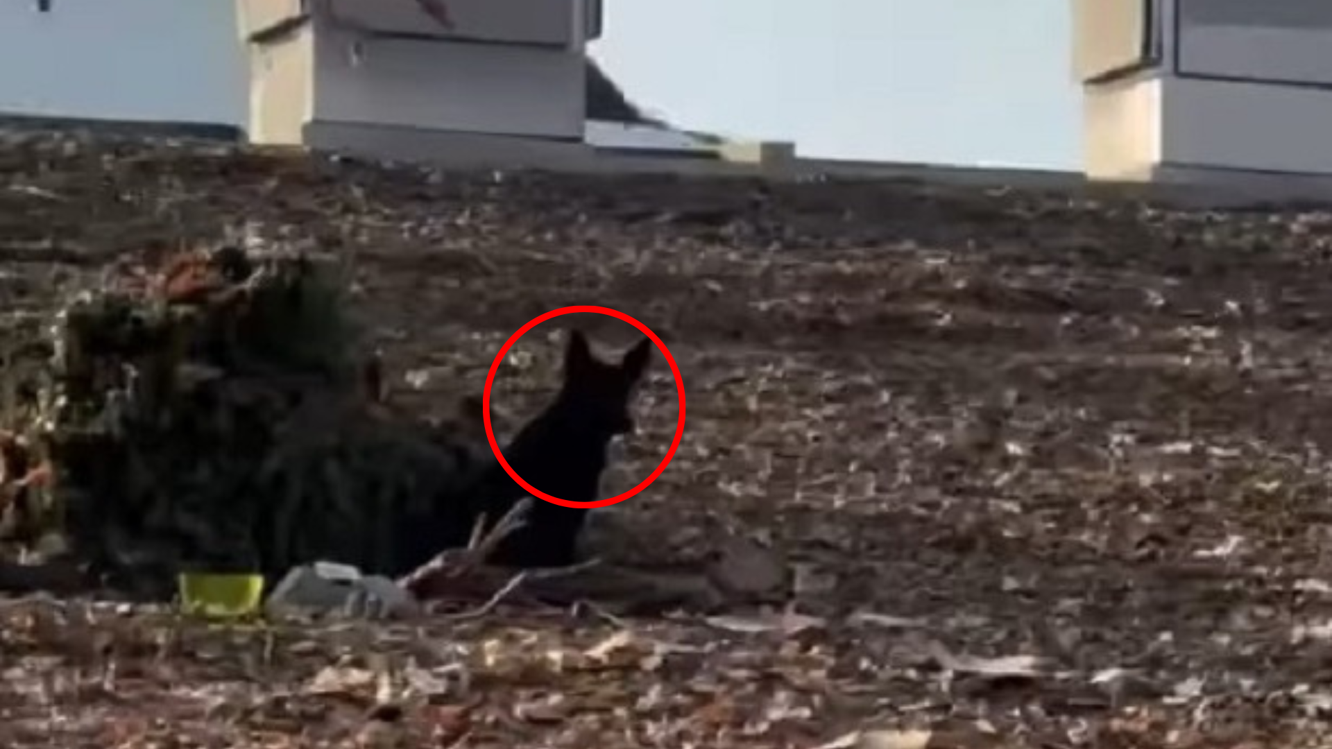 stray dog hiding in a bush